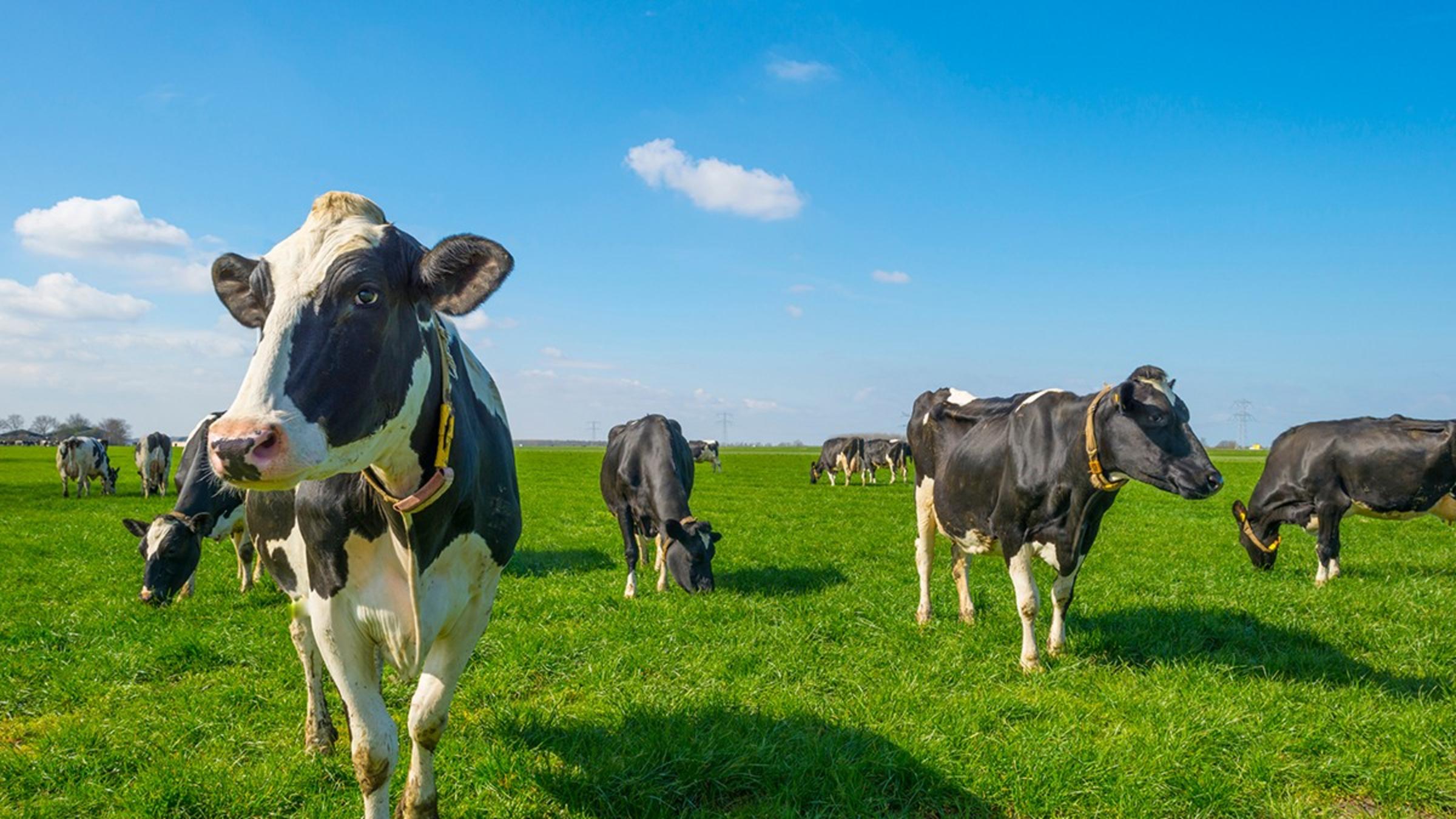 Several black and white cows grazing on a lush green field, under a blue sky with a few fluffy clouds.
