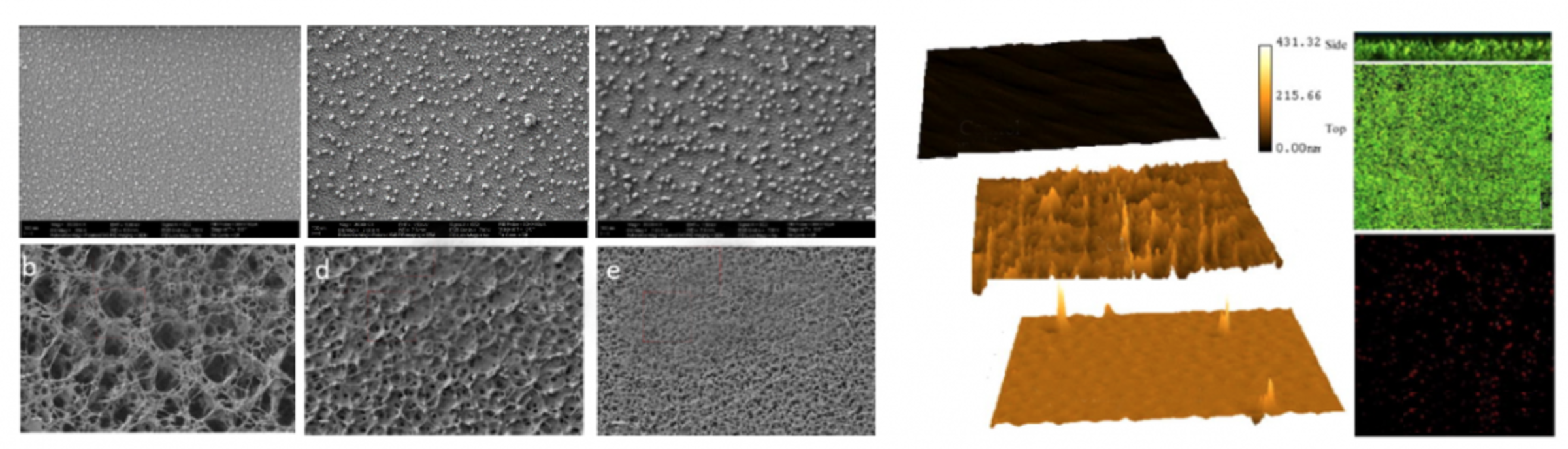 Microscopic images of Bacteria Responsive Materials for Medical Device Infections and Bio-Fouling