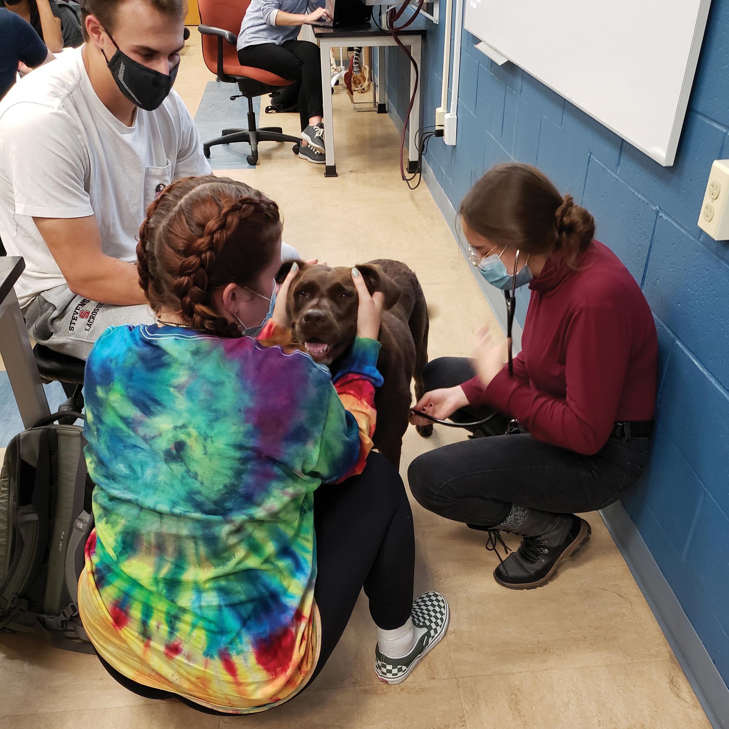 Students place a monitor on a dog.