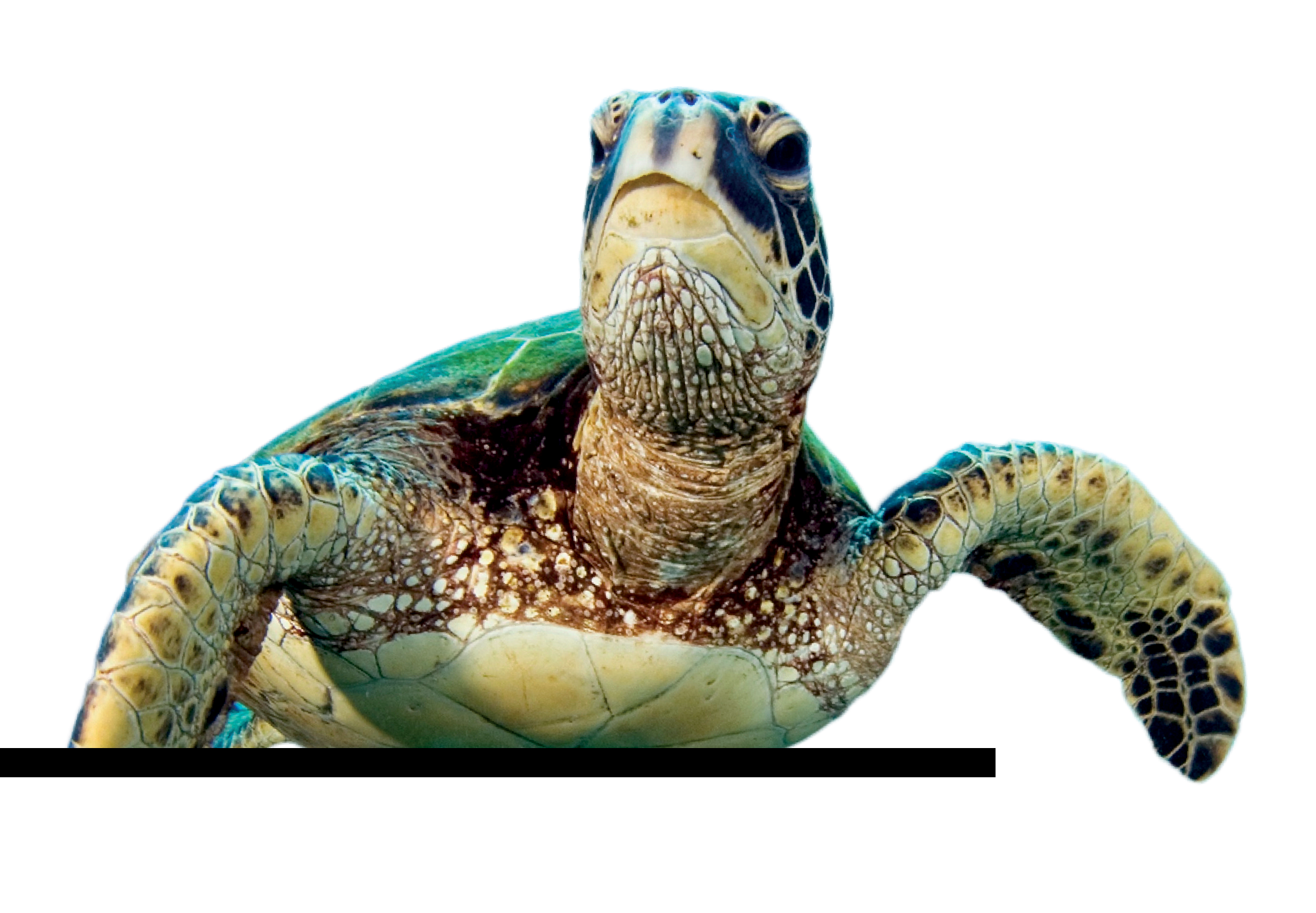 Sea Turtle