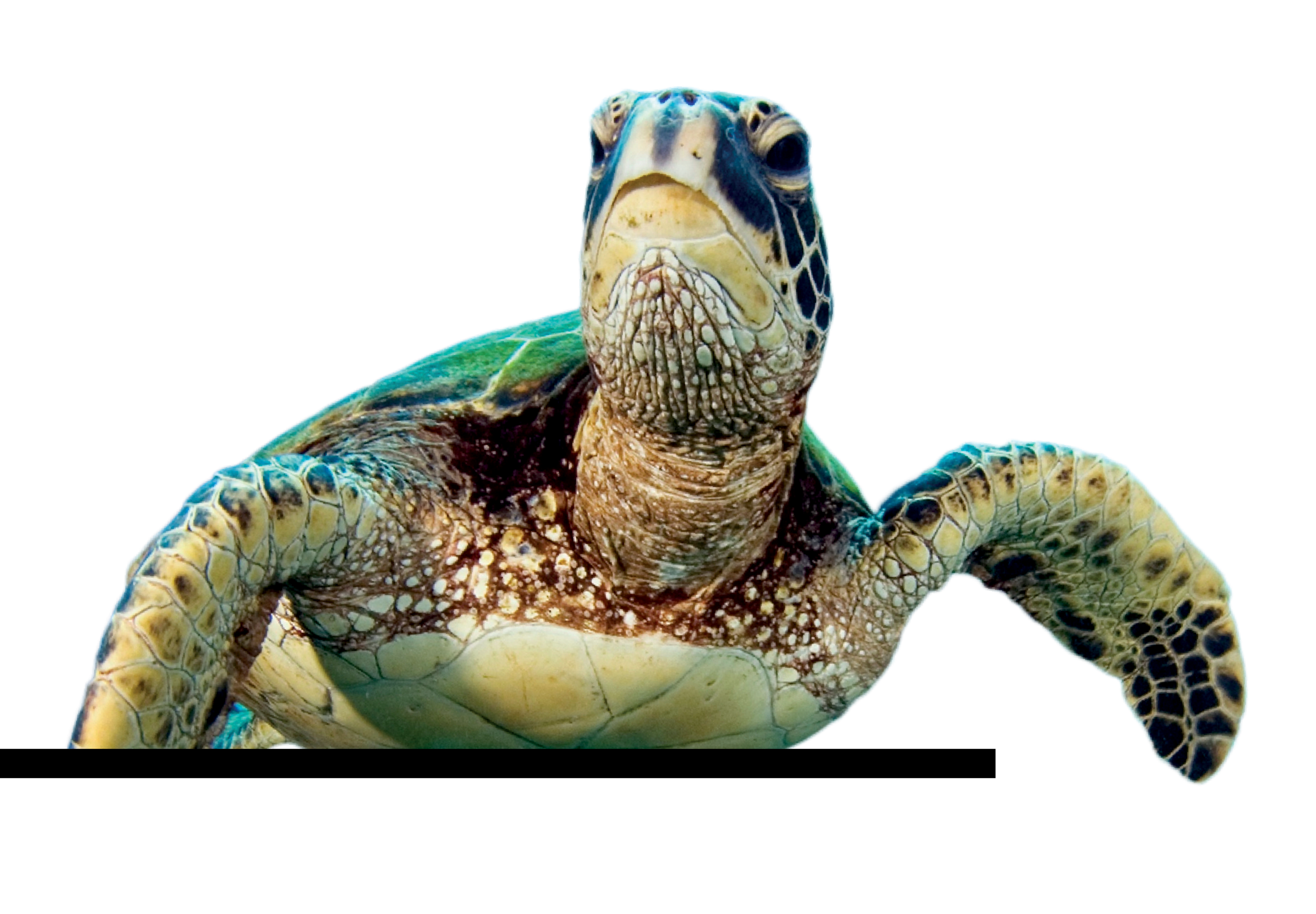 Sea Turtle