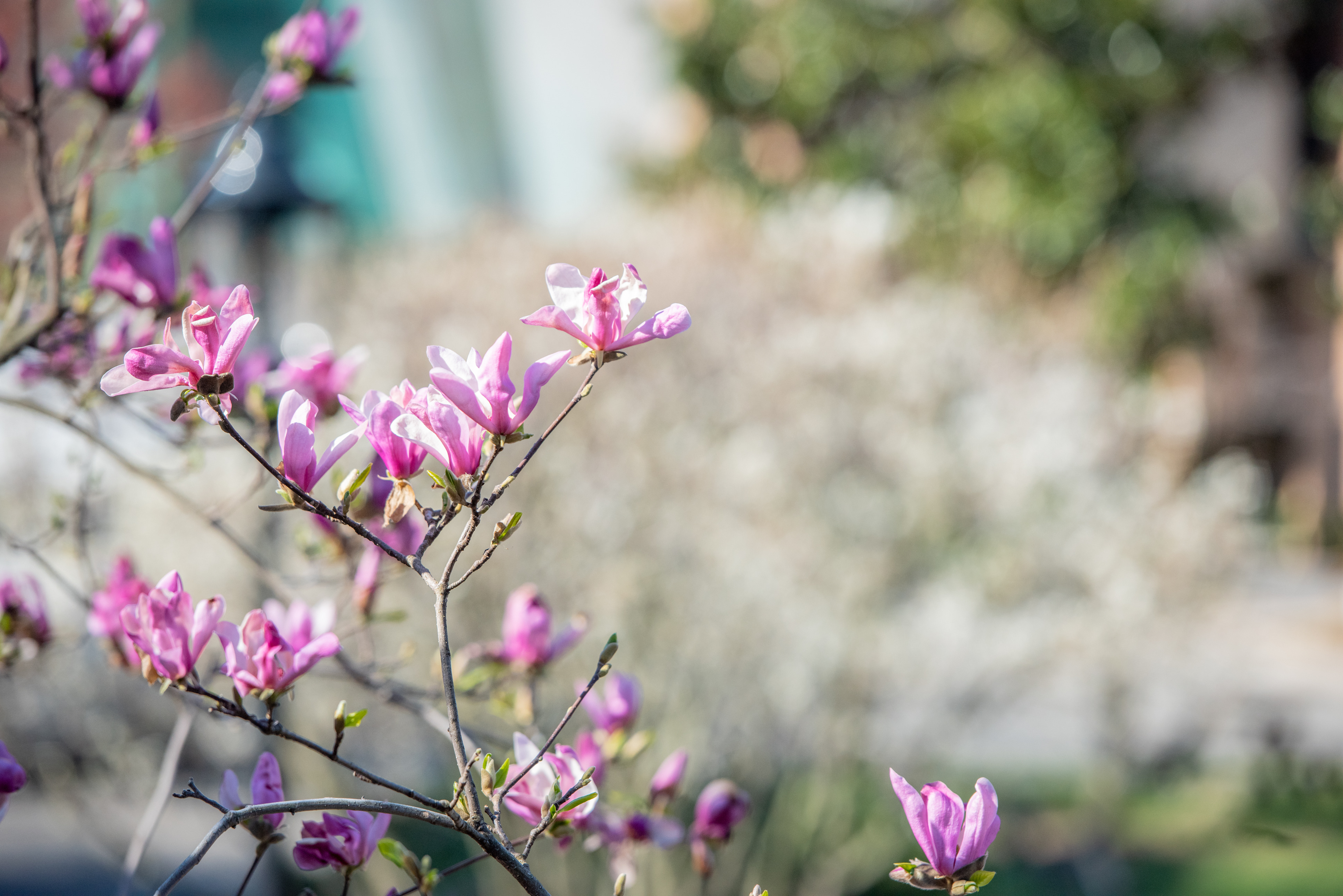 Blossoming flowers on campus