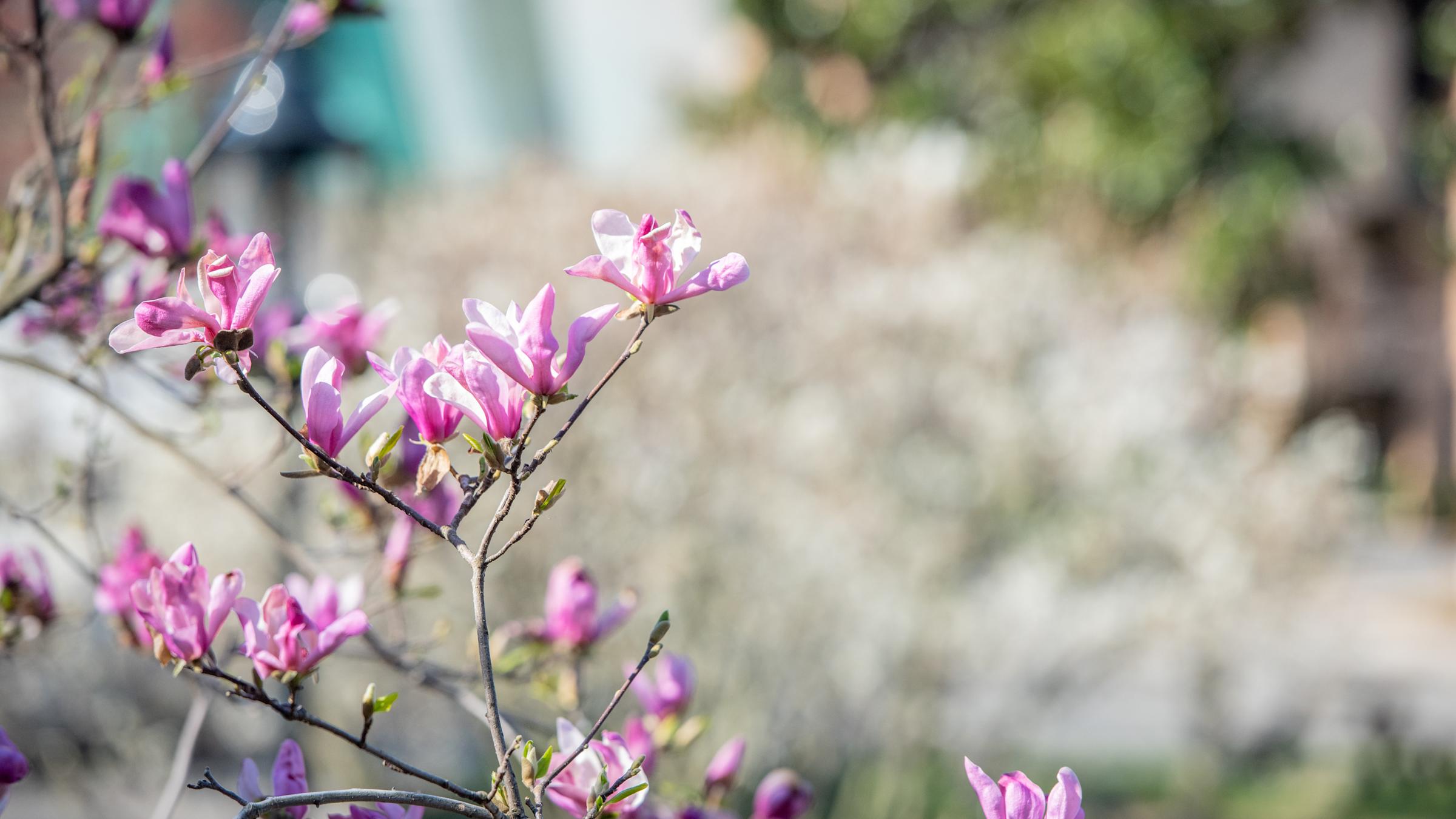 Blossoming flowers on campus