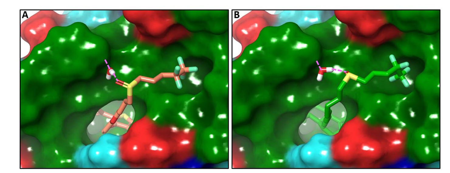Models of an experimental new compound and a known cancer therapy