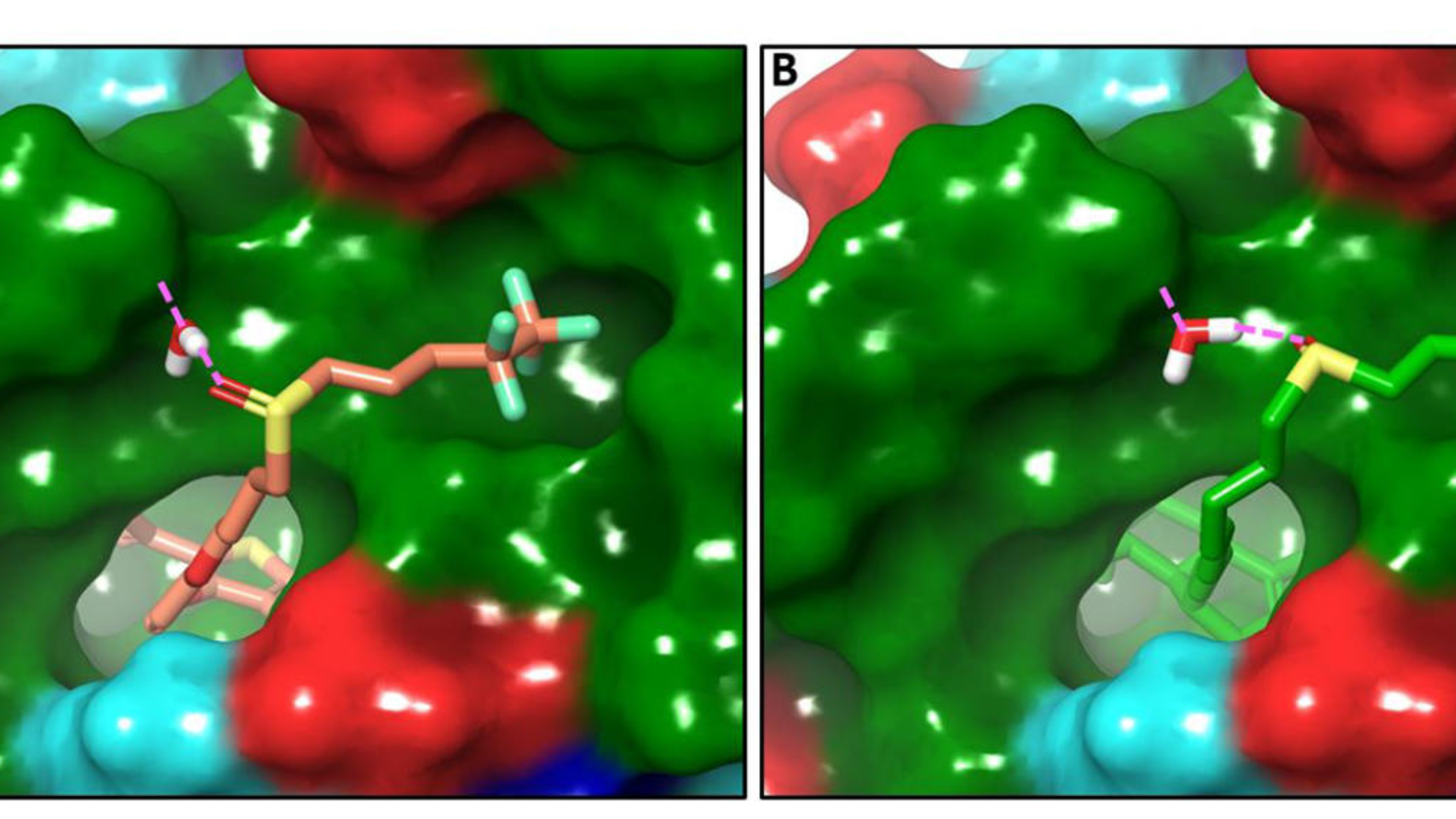 Models of an experimental new compound and a known cancer therapy