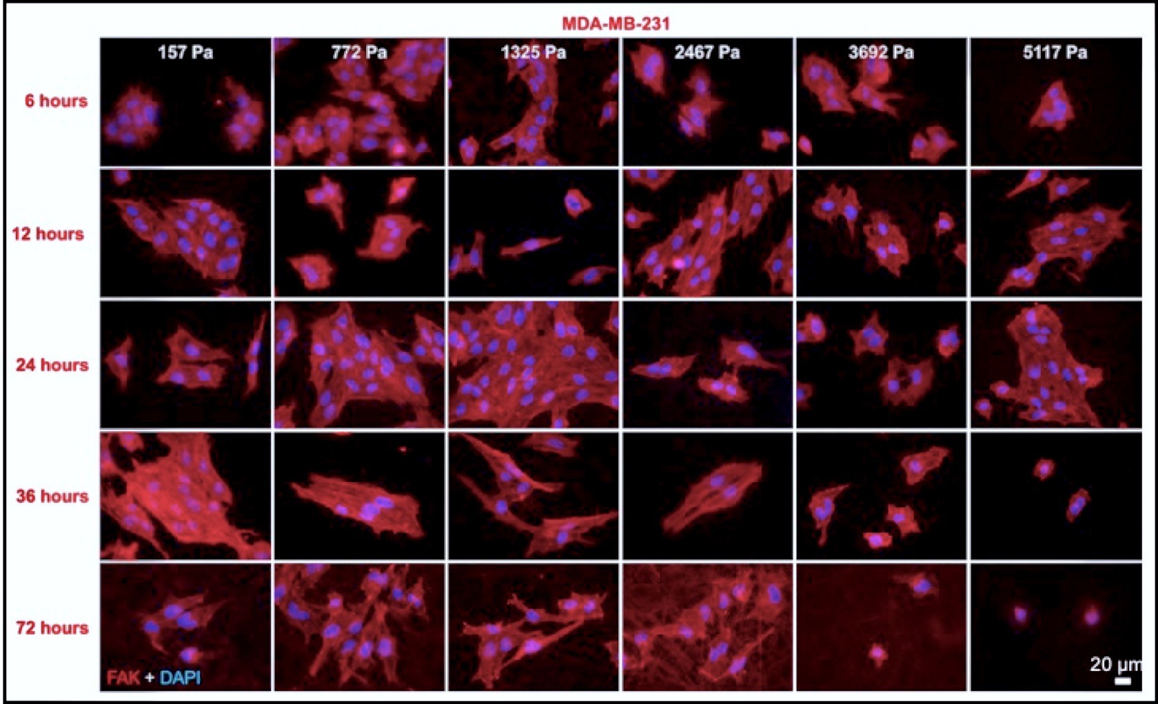 MDA-MB-231 cancer cells, depicted changing over time