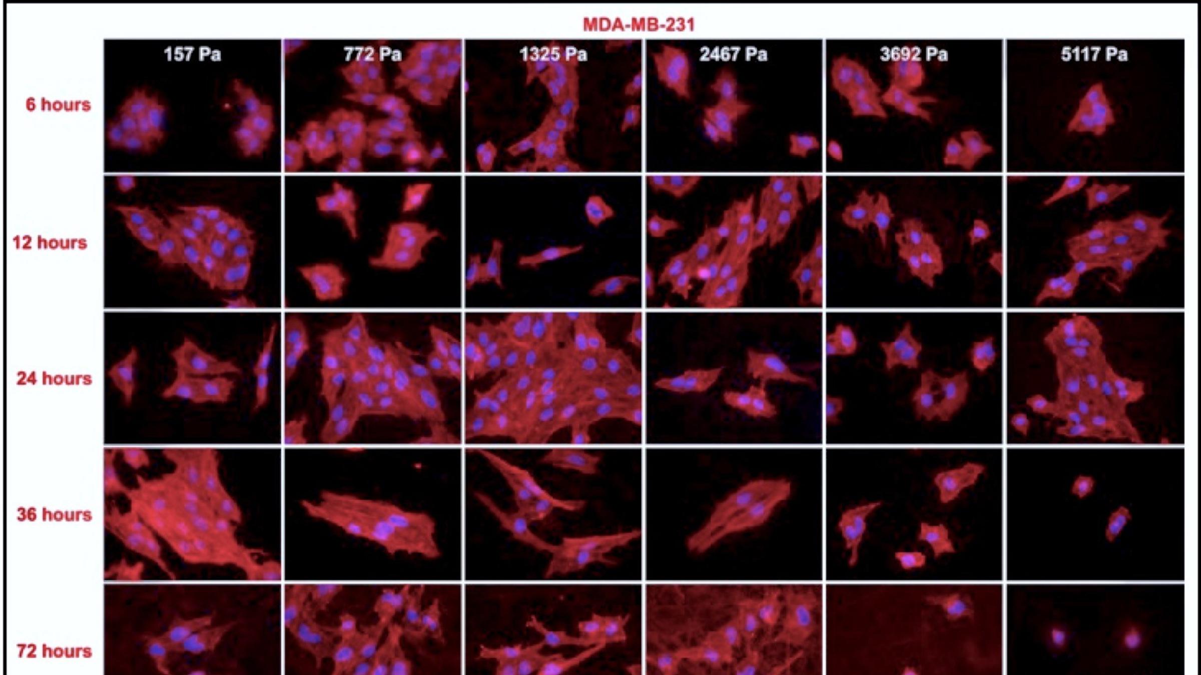 MDA-MB-231 cancer cells, depicted changing over time