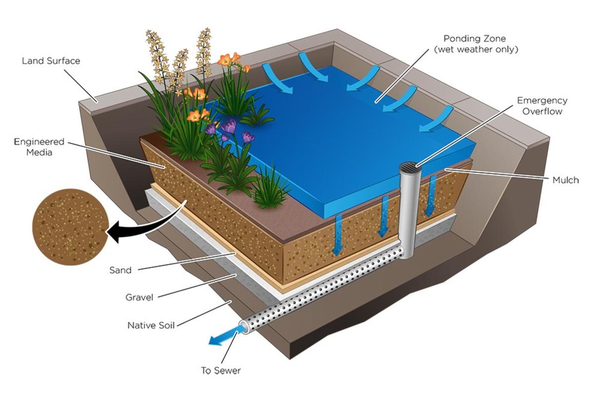 Rain garden graphic