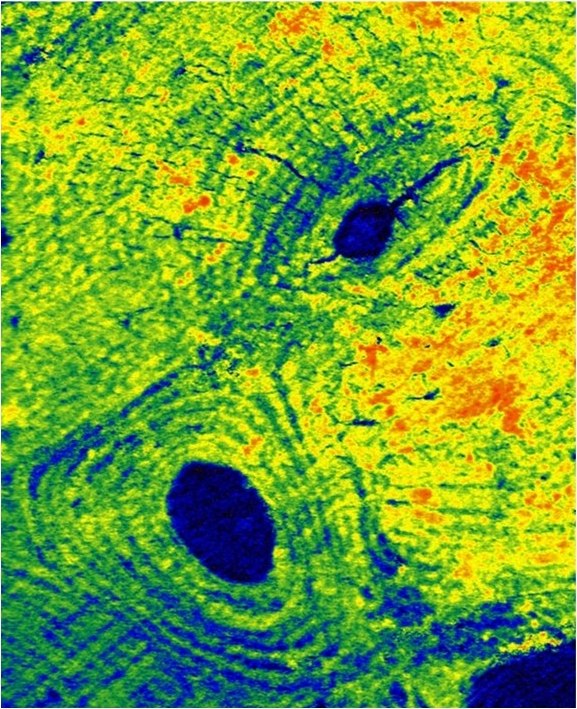 A green, yellow, and orange microscopy image with two blue circles and "ripples" emanating from them.