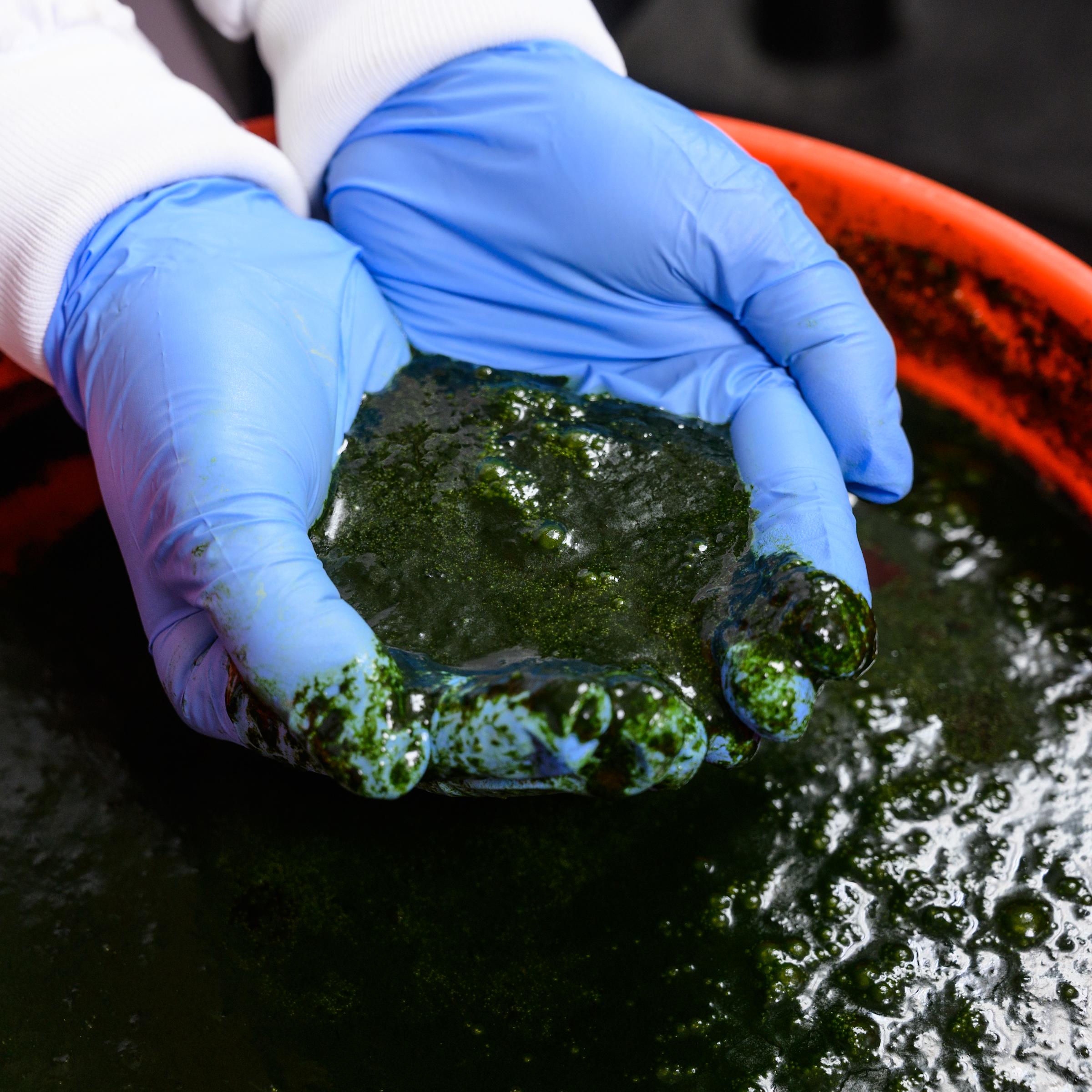 green substance held in gloved hands