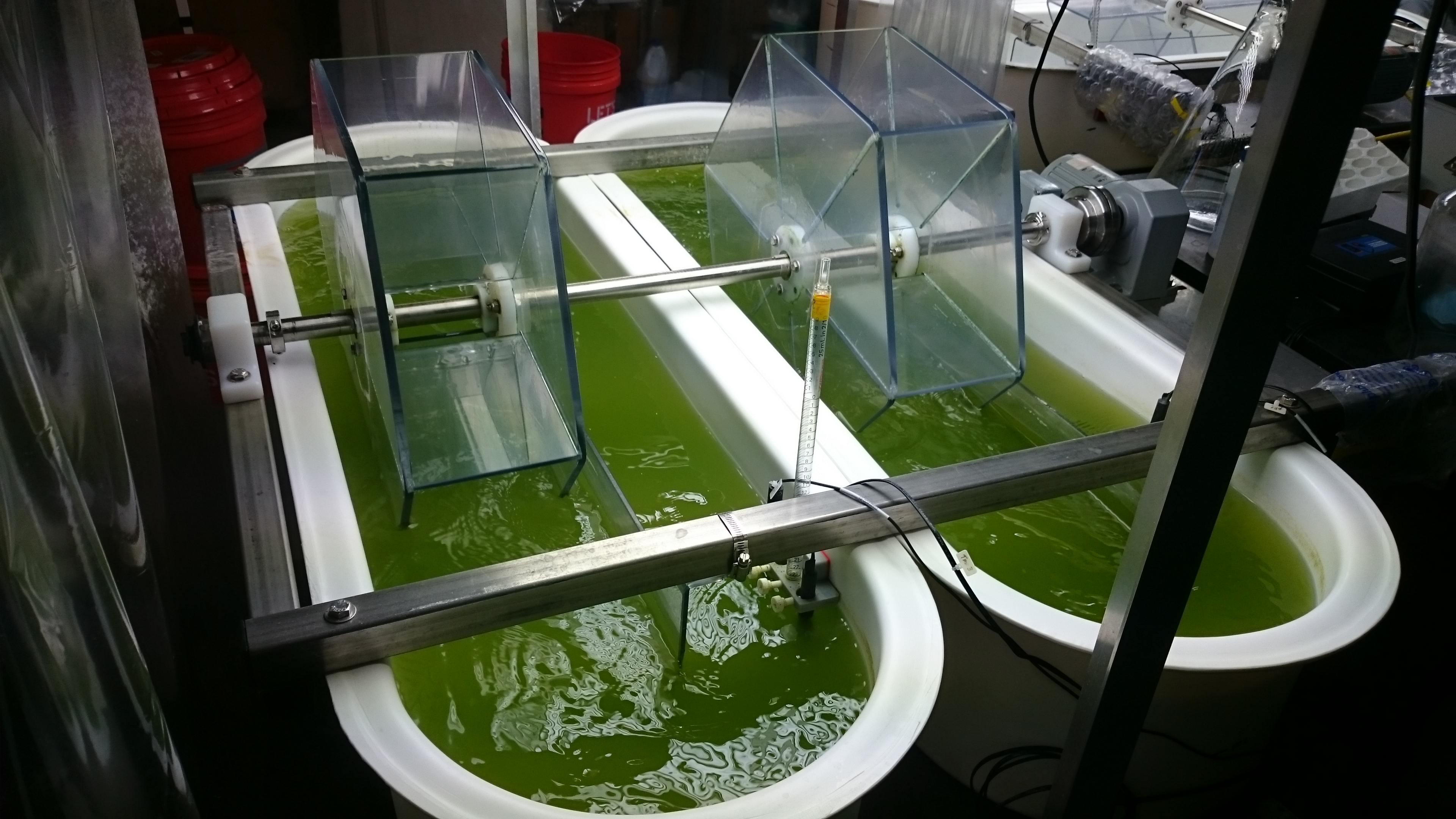 Algae tubs in Nicoll Lab