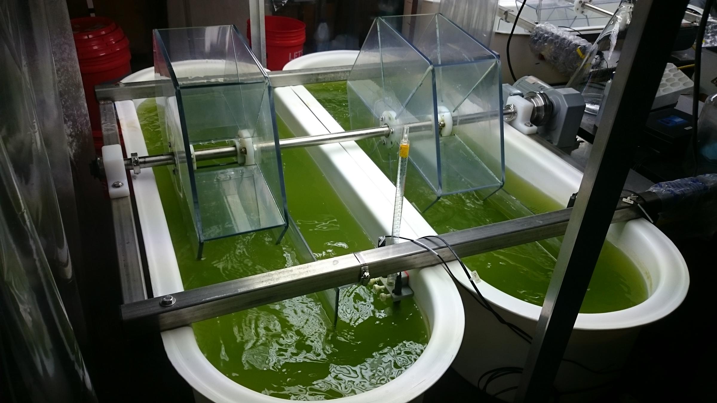 Algae tubs in Nicoll Lab