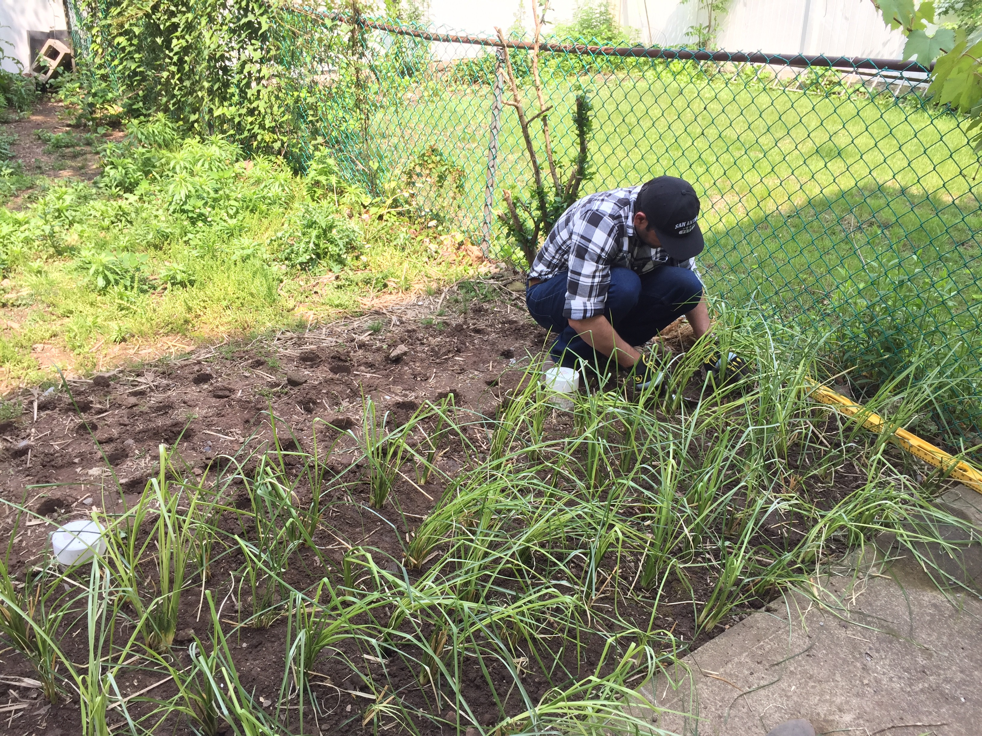 Image of a researcher in a field planting vetiver grass