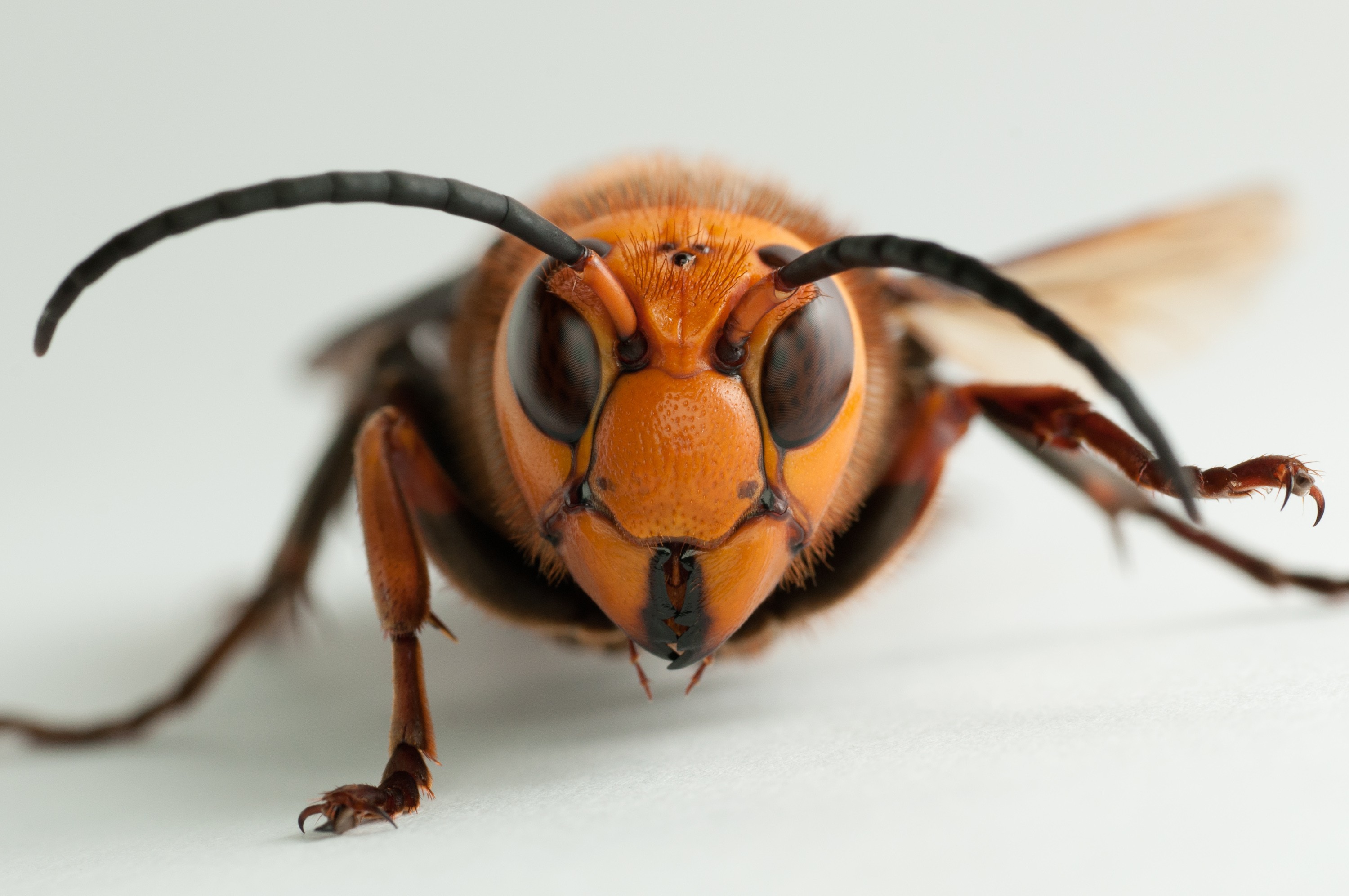 Asian giant hornet Asian hornet (credit: Yasunori Koide/Wikimedia Commons)