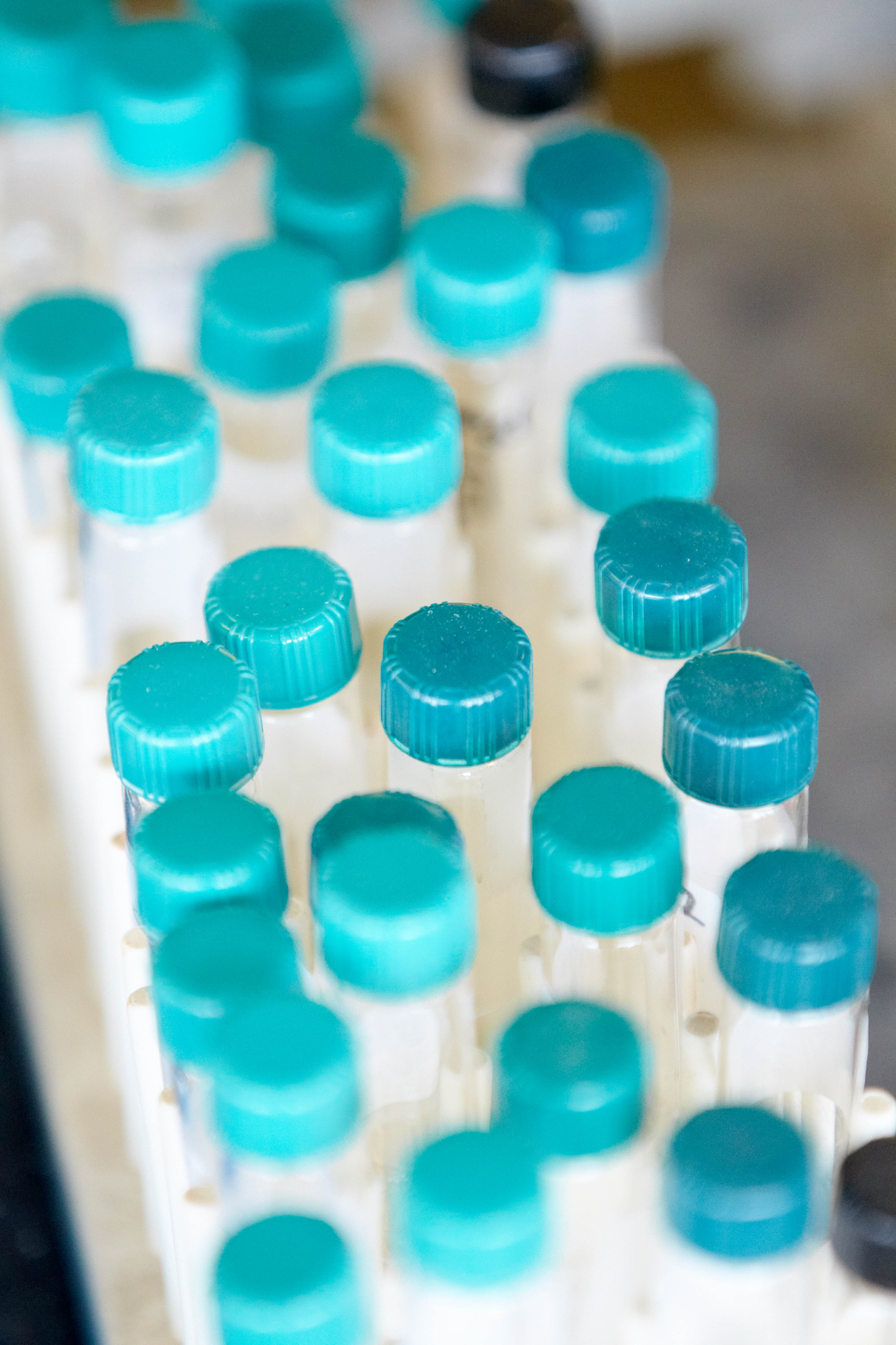 testing tubes with blue caps