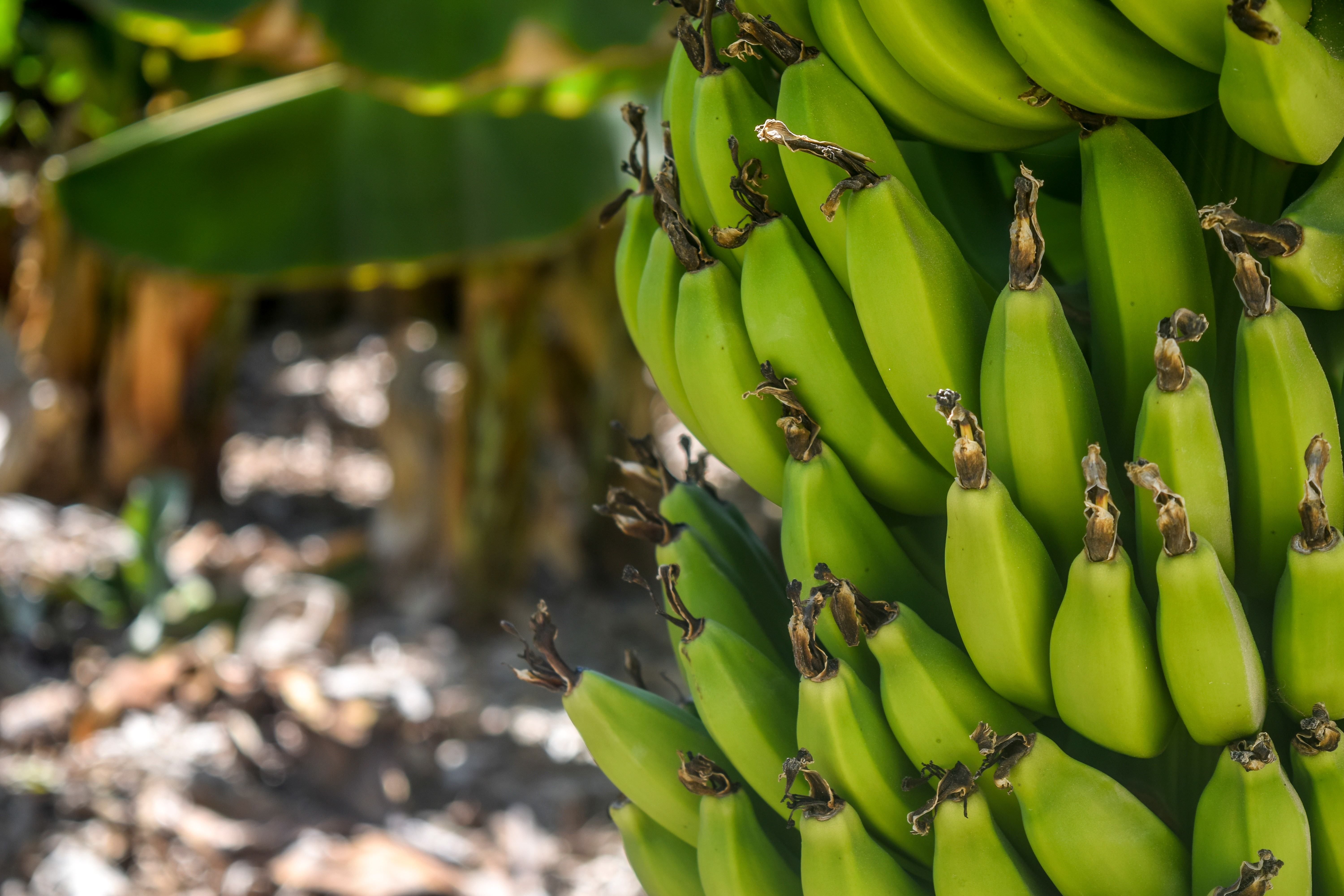 Banana tree farm
