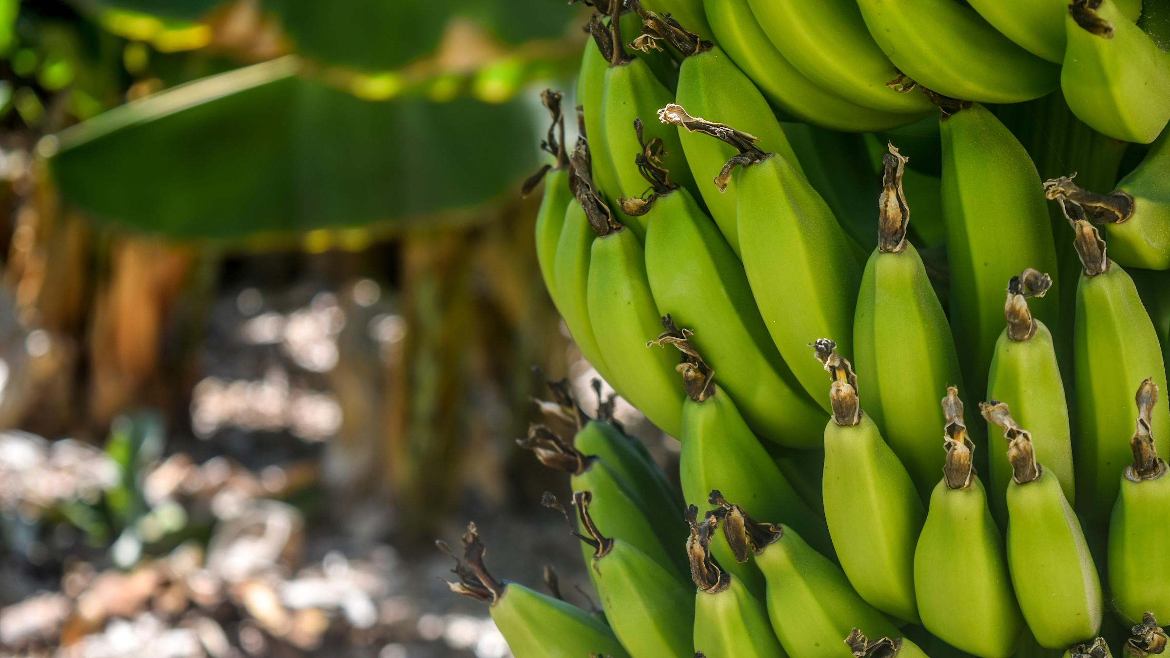 Banana tree farm