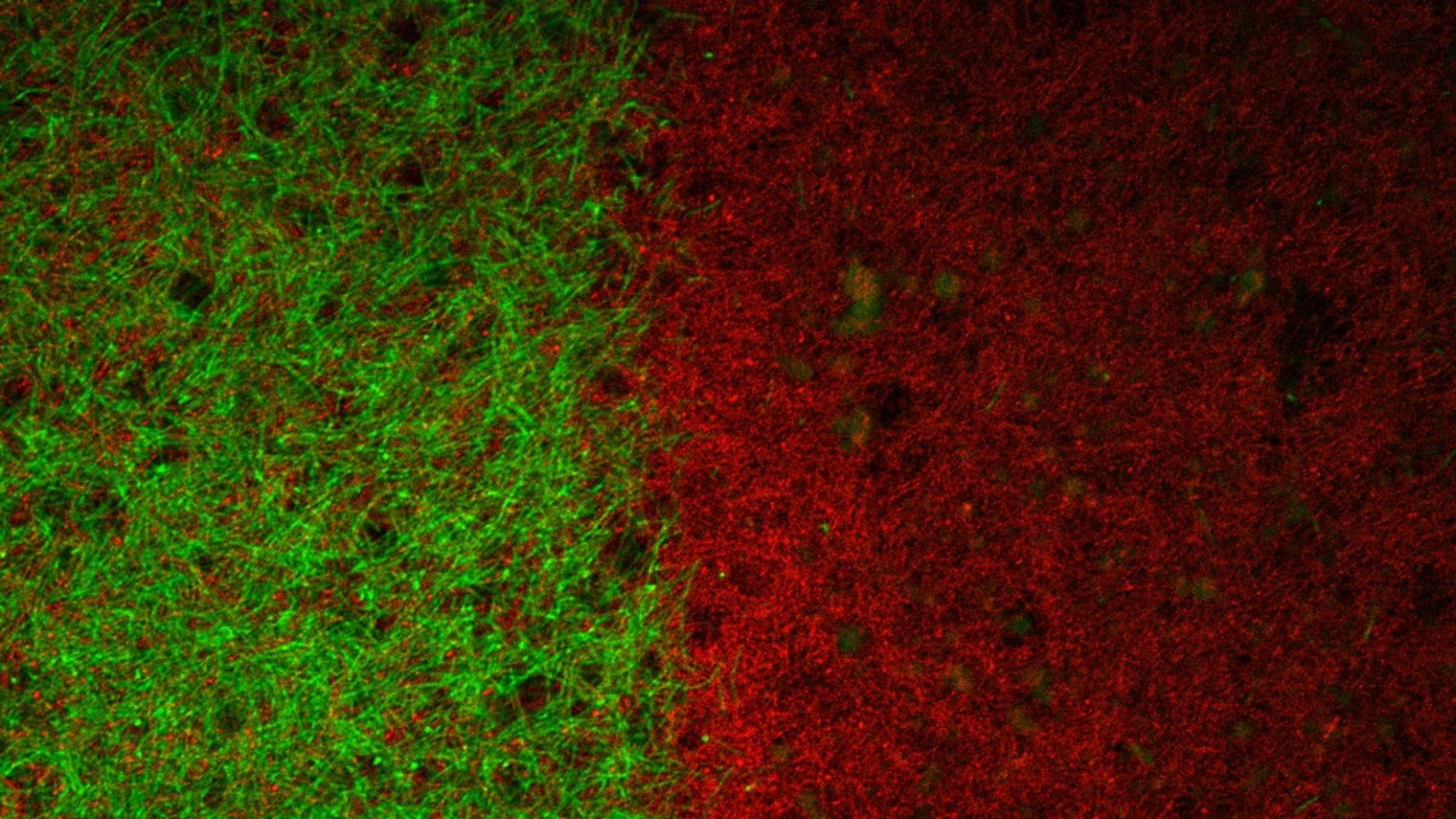 A half-half slide: green on left, red on right.
