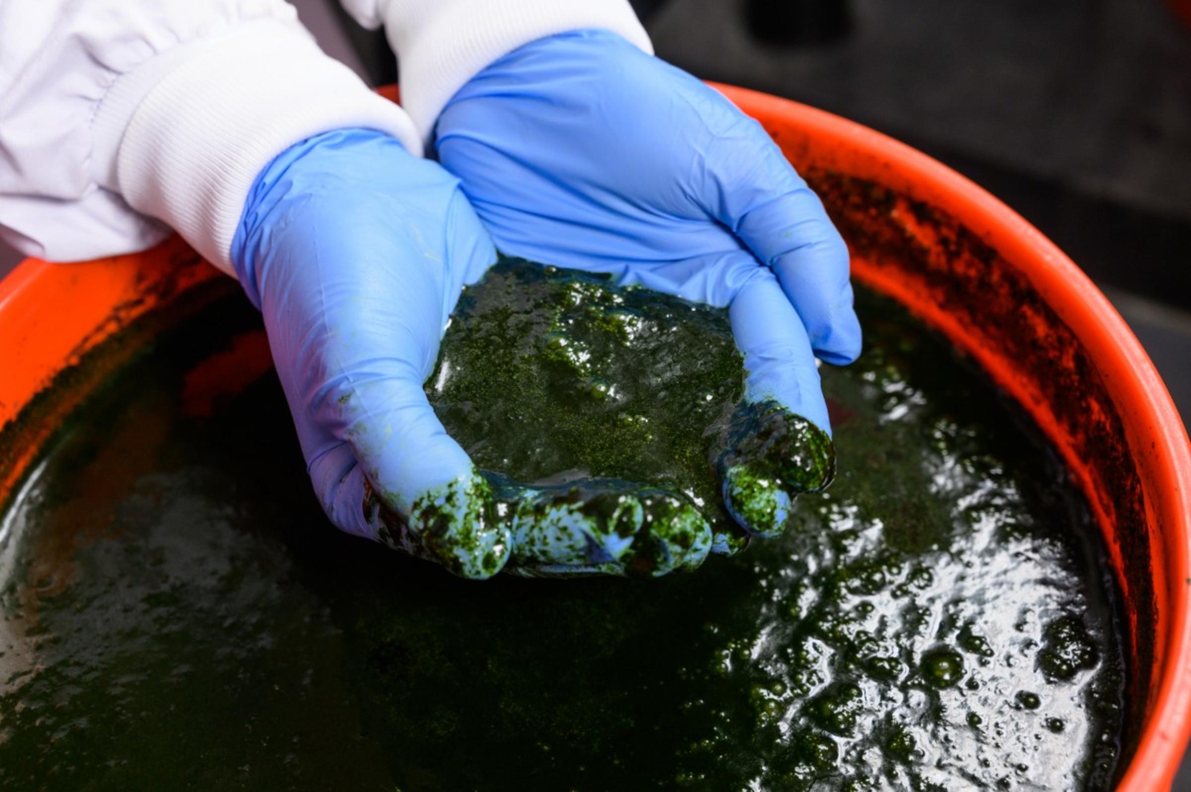 Gloved hands holding algae