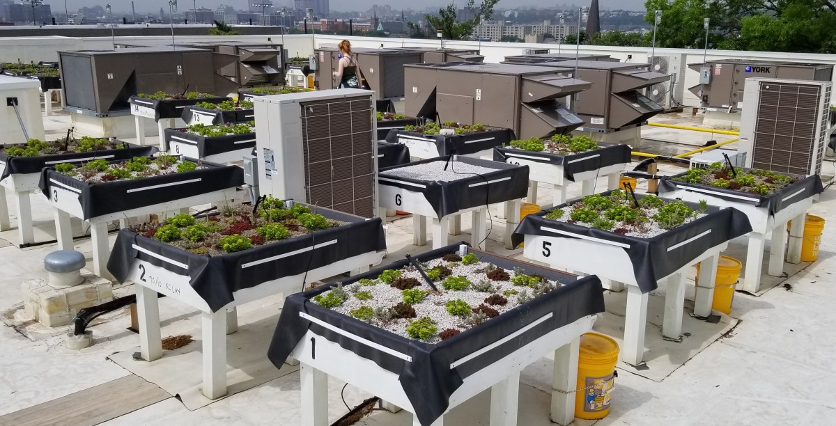 Green roof flourishing