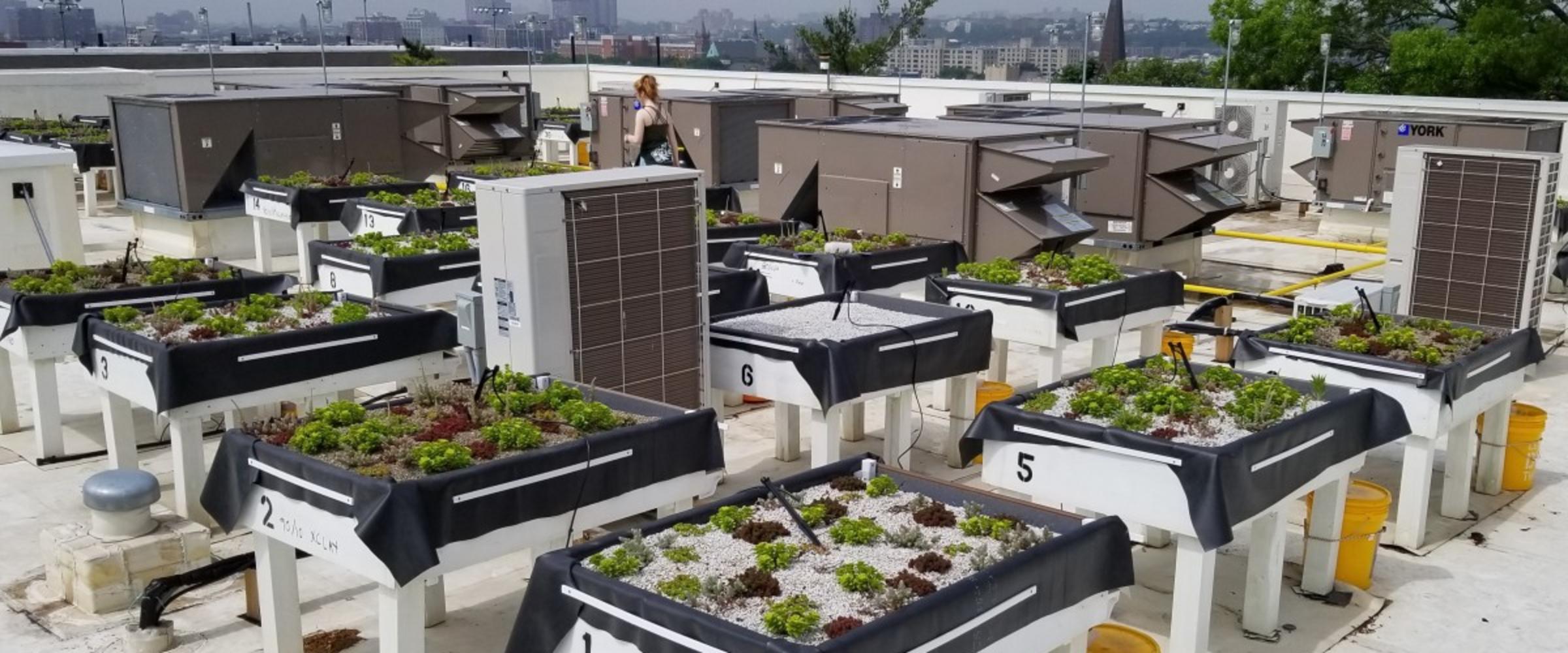 Green roof flourishing
