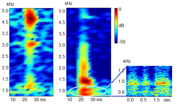 Sound graph showing larval vibration sounds of 2 insect species