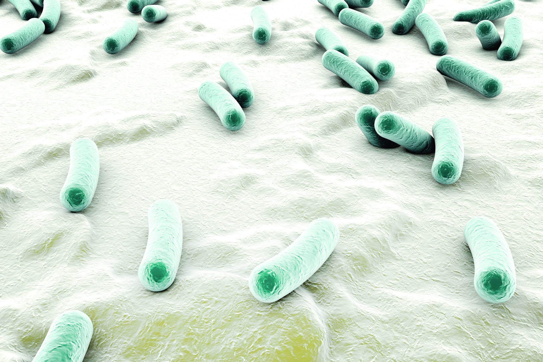 microscopic view of bacterial infection