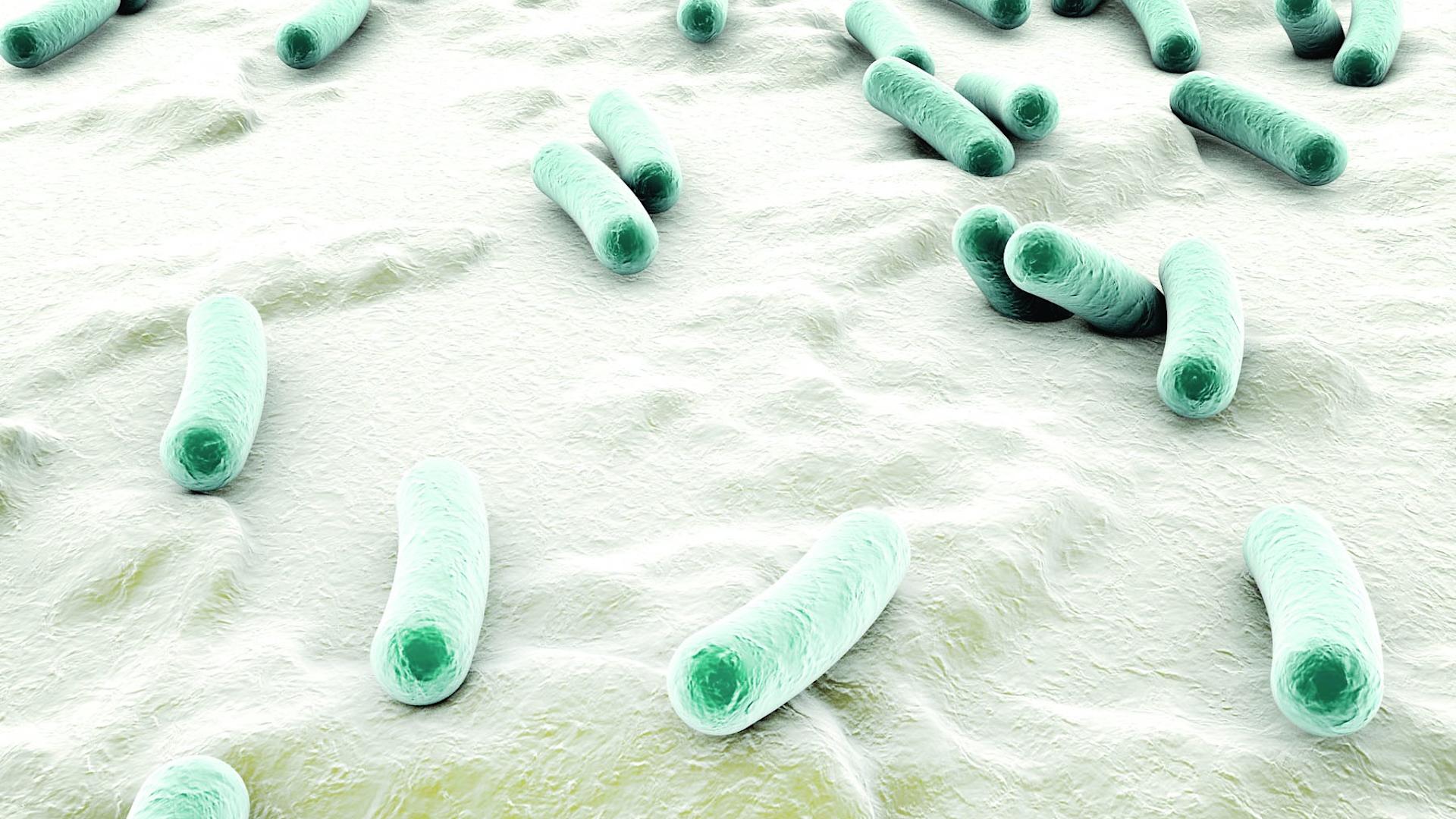 microscopic view of bacterial infection