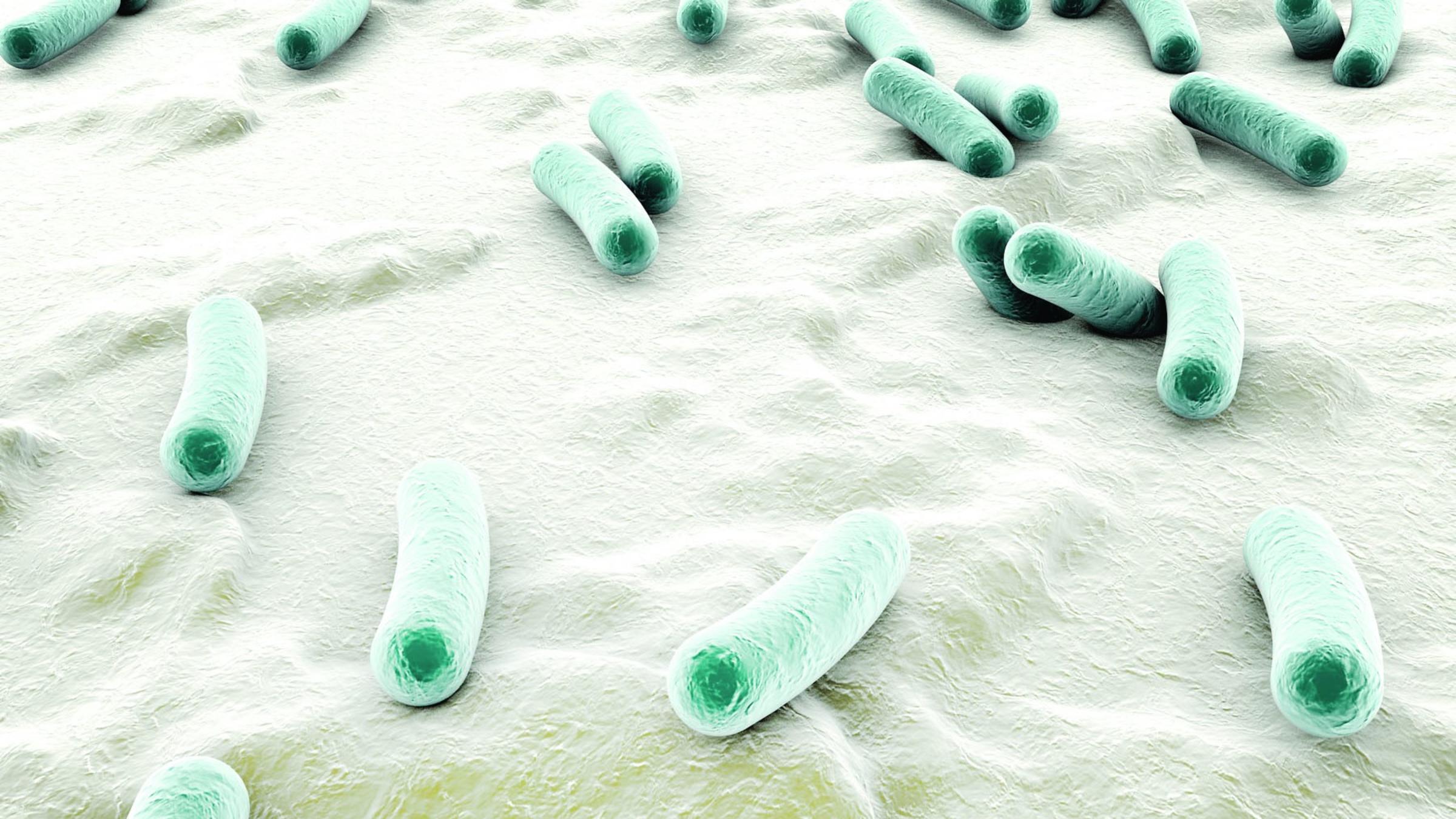 microscopic view of bacterial infection