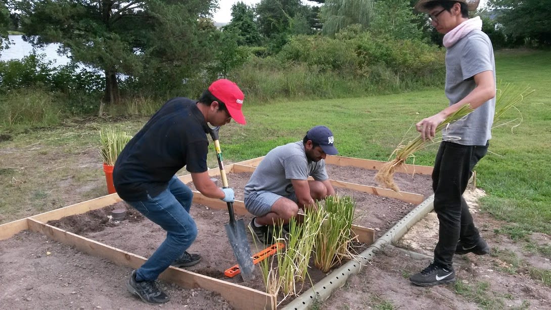 Three men plant green grass-like plants inside a wooden box planter.