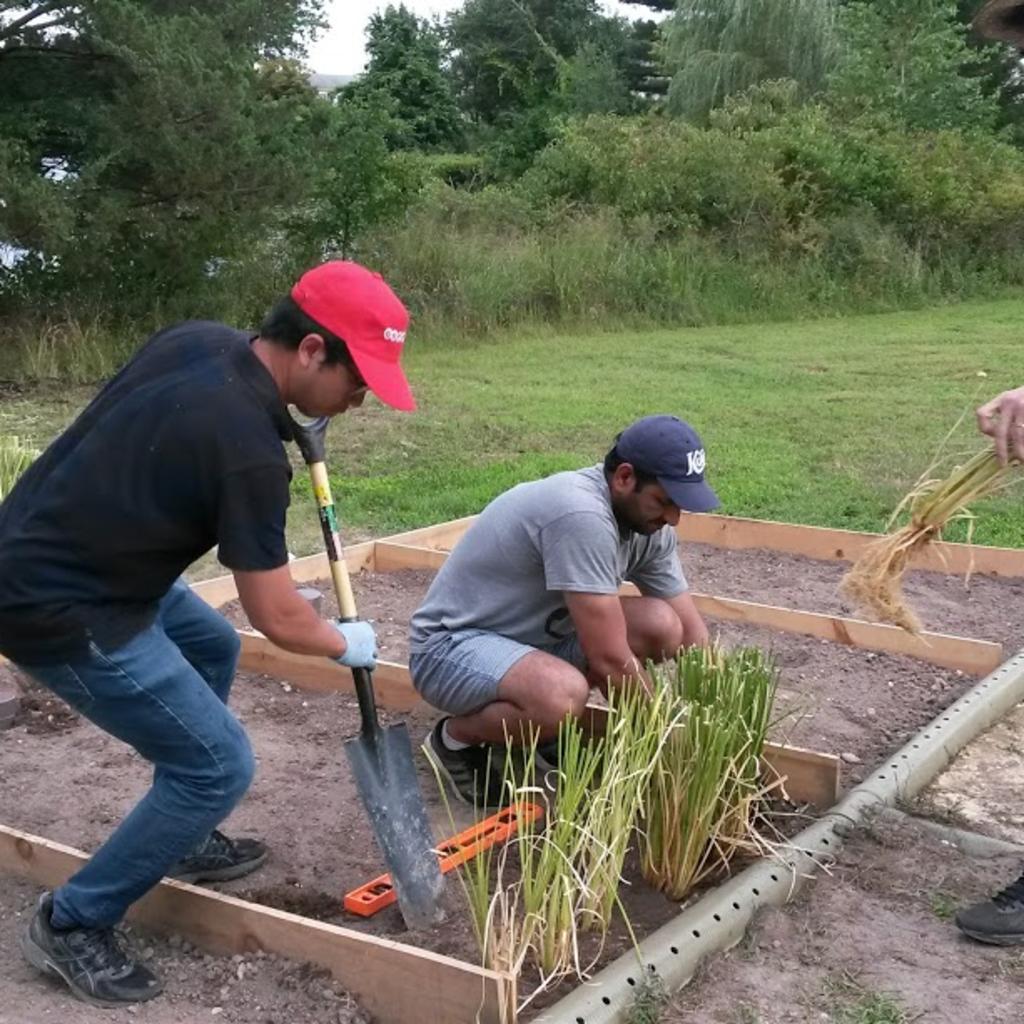 Three men plant green grass-like plants inside a wooden box planter.