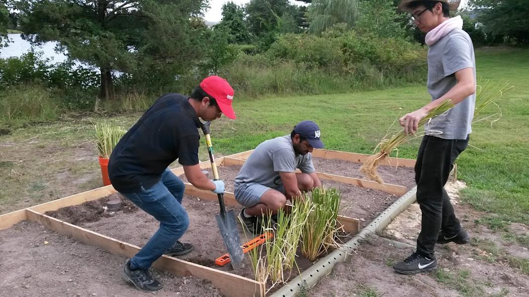 Three men plant green grass-like plants inside a wooden box planter.