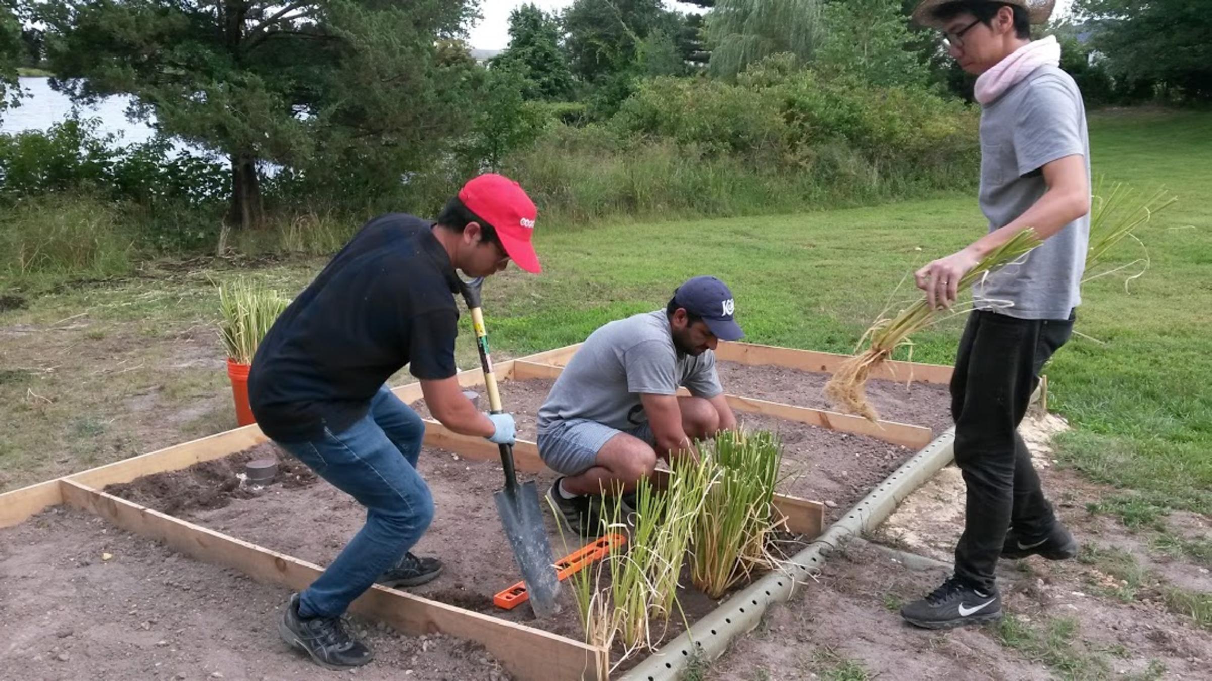 Three men plant green grass-like plants inside a wooden box planter.